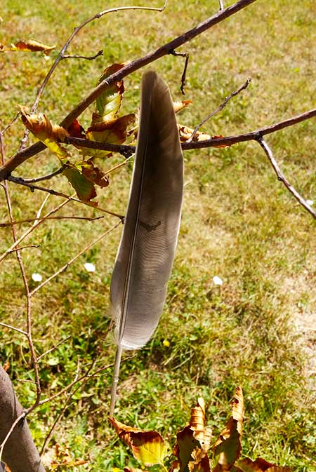 AltnZam-Camino de Oro